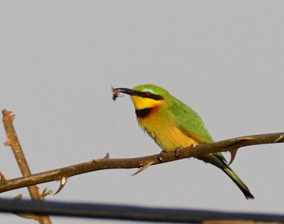 Little Bee-eater (large crop)