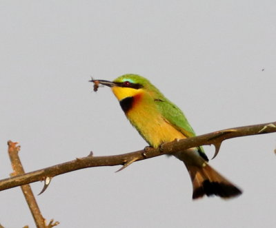 Little Bee-eater (large crop)