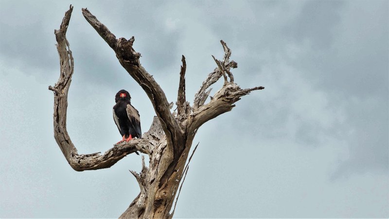 BATELEUR perched.jpg