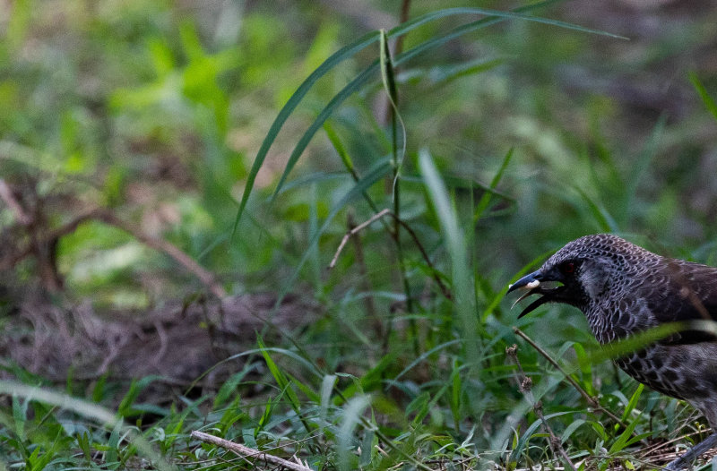WHITE-RUMPED BABBLER subsp. omoensis.jpg