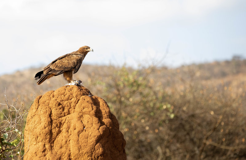TAWNY EAGLE  2.jpg