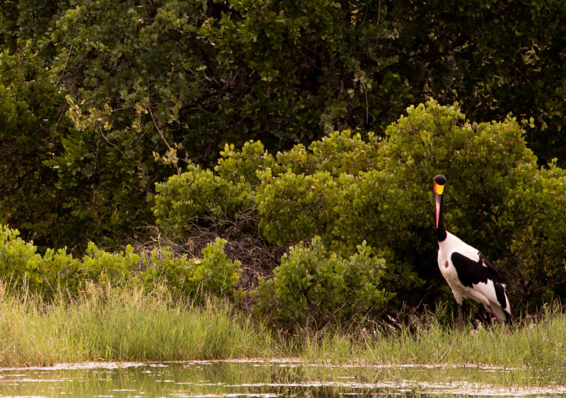 SADDLE-BILLED STORK 1.jpg