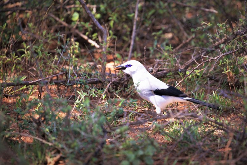 BUSH CROW with grub.jpg