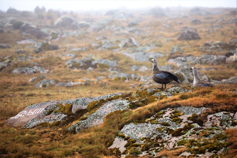BLUE-WINGED GOOSE pair.jpg