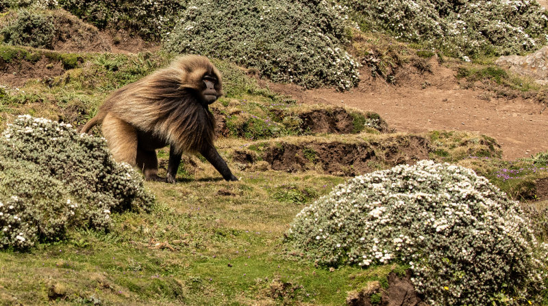 1 GELADA 4567.jpg