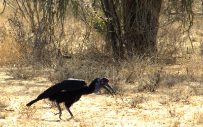 ABYSSINIAN_GROUND_HORNBILL.jpg