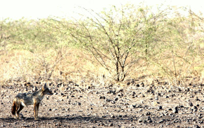 AFRICAN GOLDEN WOLF.JPG