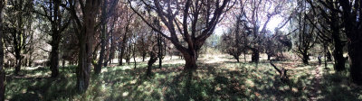 BALE_FOREST.JPG