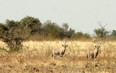 BEISA_ORYX.JPG