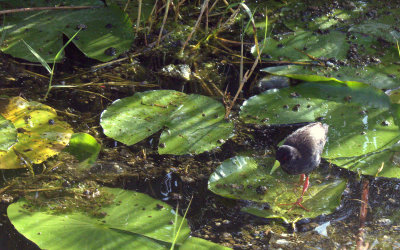 BLACK_CRAKE.jpg
