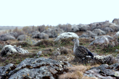 BLUEWINGED_GOOSE.JPG