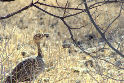 BUFFCRESTED_BUSTARD.jpg