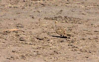 CHESTNUTBELLIED_SANDGROUSE.jpg