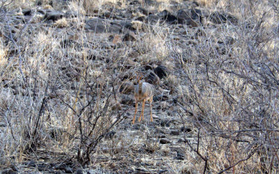 DIKDIK_AT_AWASH_.jpg