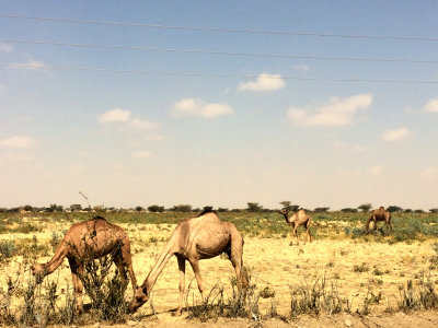 DROMEDARIES_1.JPG