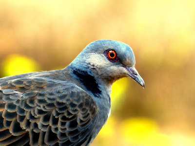 DUSKY_TURTLE_DOVE.JPG