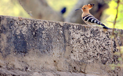 EURASIAN_HOOPOE.jpg