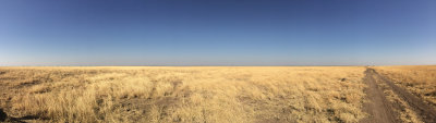 GREVYS_HABITAT_NEAR_AWASH_.JPG