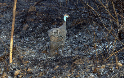 GUINEAFOWL_PORTRAIT_.jpg