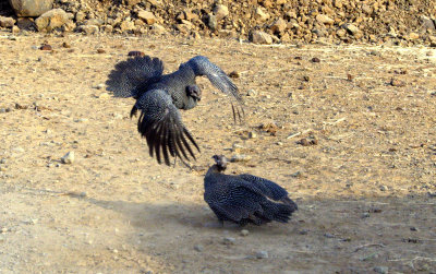 GUINEAFOWL_FIGHT.jpg