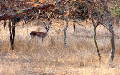 NORTHERN_GRANTS_GAZELLE.JPG