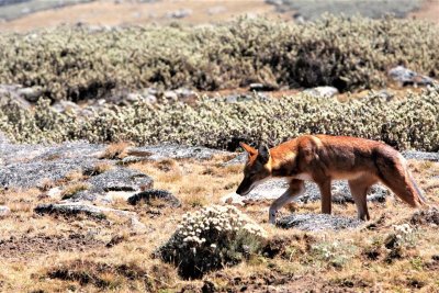 ZZ_ETHIOPIAN_WOLF_.jpg