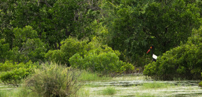 SADDLE-BILLED STORK 2.jpg