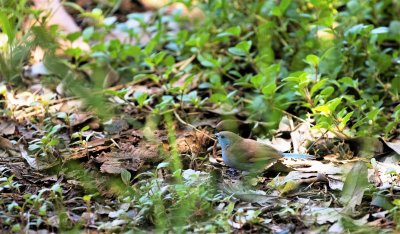 RED-CHEEKED CORDON-BLUE.jpg