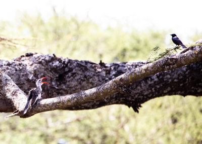 RED-BILLED HORNBILL and SHELLEY'S STARLING.jpg