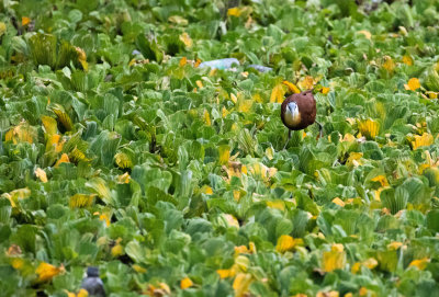 AFRICAN JACANA 1.jpg