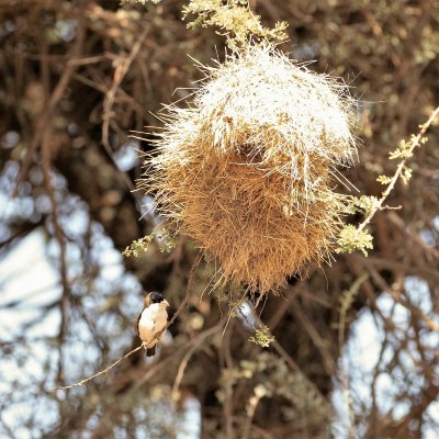 BLACK-CAPPED SOCIAL WEAVER.jpg