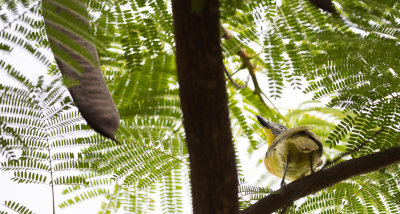 GREY-HEADED BUSH-SHRIKE .jpg