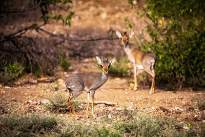 GUENTHER'S DIK-DIK-PAIR (2).jpg
