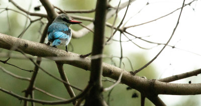 WOODLAND KINGFISHER.jpg