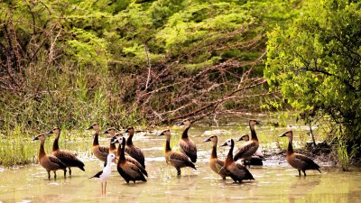 WHITE-FACED WHISTLING DUCKS .jpg