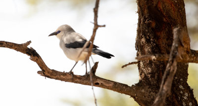 BUSH CROW .jpg