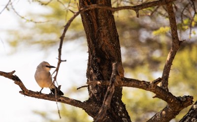 BUSH CROW 3 .jpg