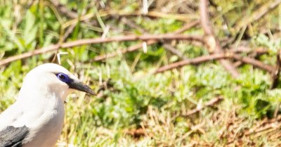 BUSH-CROW portrait.jpg