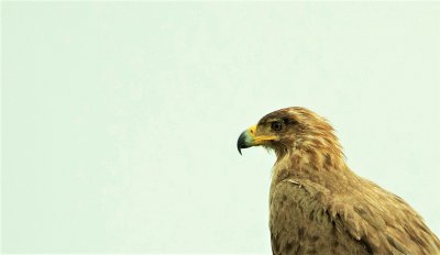 TAWNY EAGLE portrait.jpg