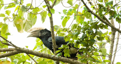 SILVERY-CHEEKED HORNBILL 3.jpg