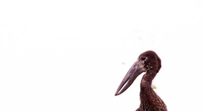 AFRICAN OPENBILL.jpg