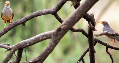 BARE-EYED THRUSH 2.jpg