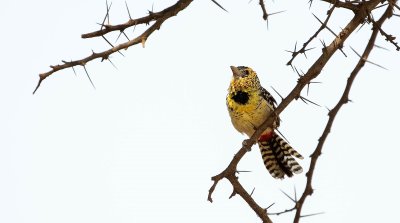 D'ARNAUD'S BARBET 3.jpg