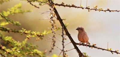 GRAY-CAPPED SOCIAL WEAVER.jpg