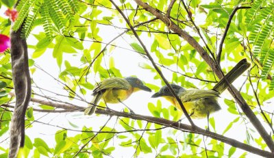 GREY-HEADED BUSH-SHRIKES.jpg