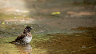 BULBUL.jpg