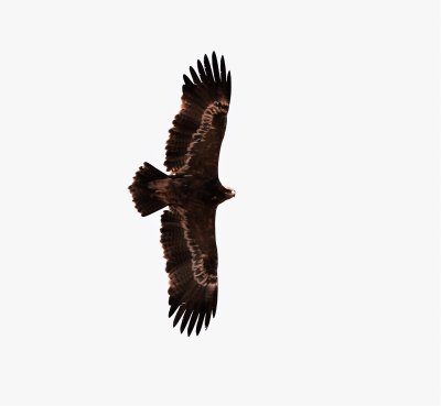 STEPPE EAGLE.jpg
