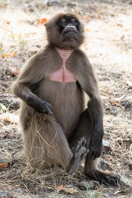 1 GELADA femaleFSFD 56.jpg