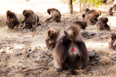 geladas