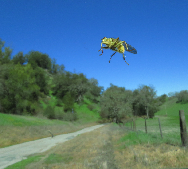 Giant Killer Bee Invades San Benito County
